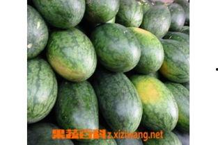 吃瓜娱乐百科大全,揭秘娱乐圈背后的秘密与趣闻